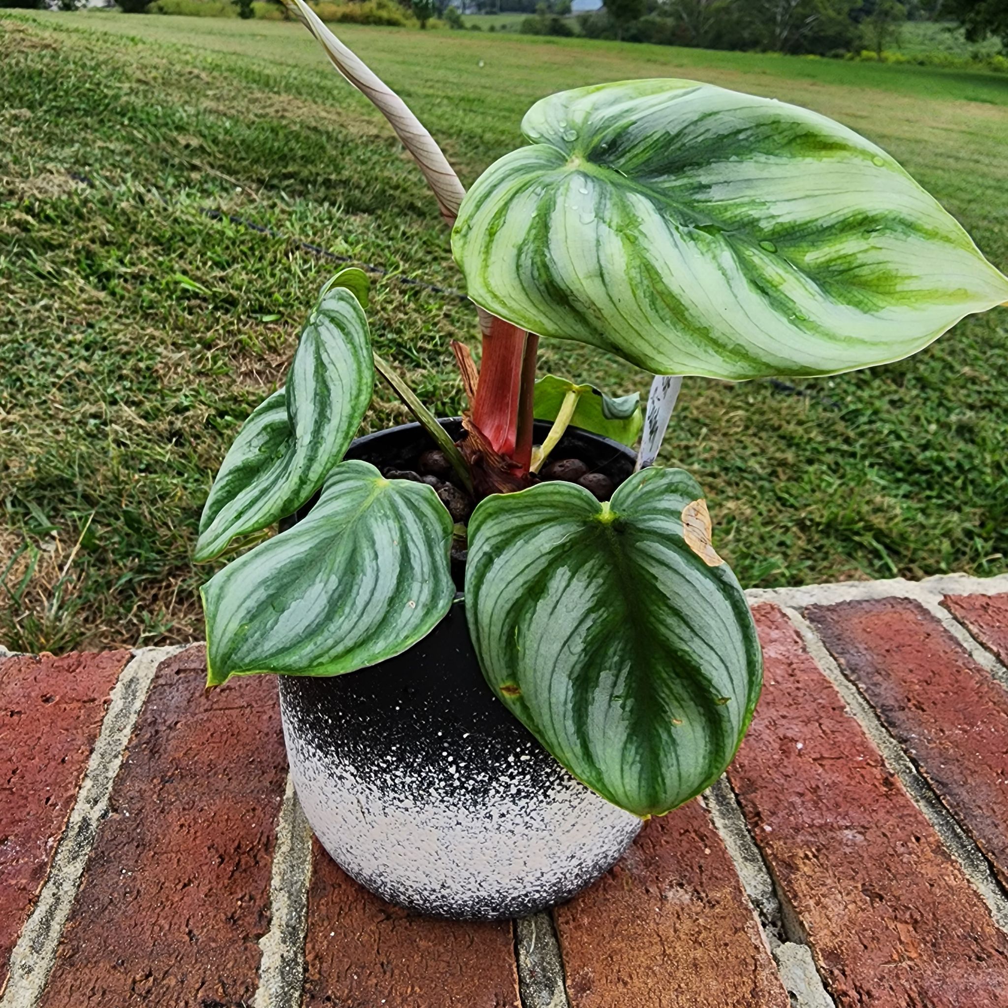 Philodendron Pastazanum plant in a pot with large, heart-shaped leaves and prominent white veins.