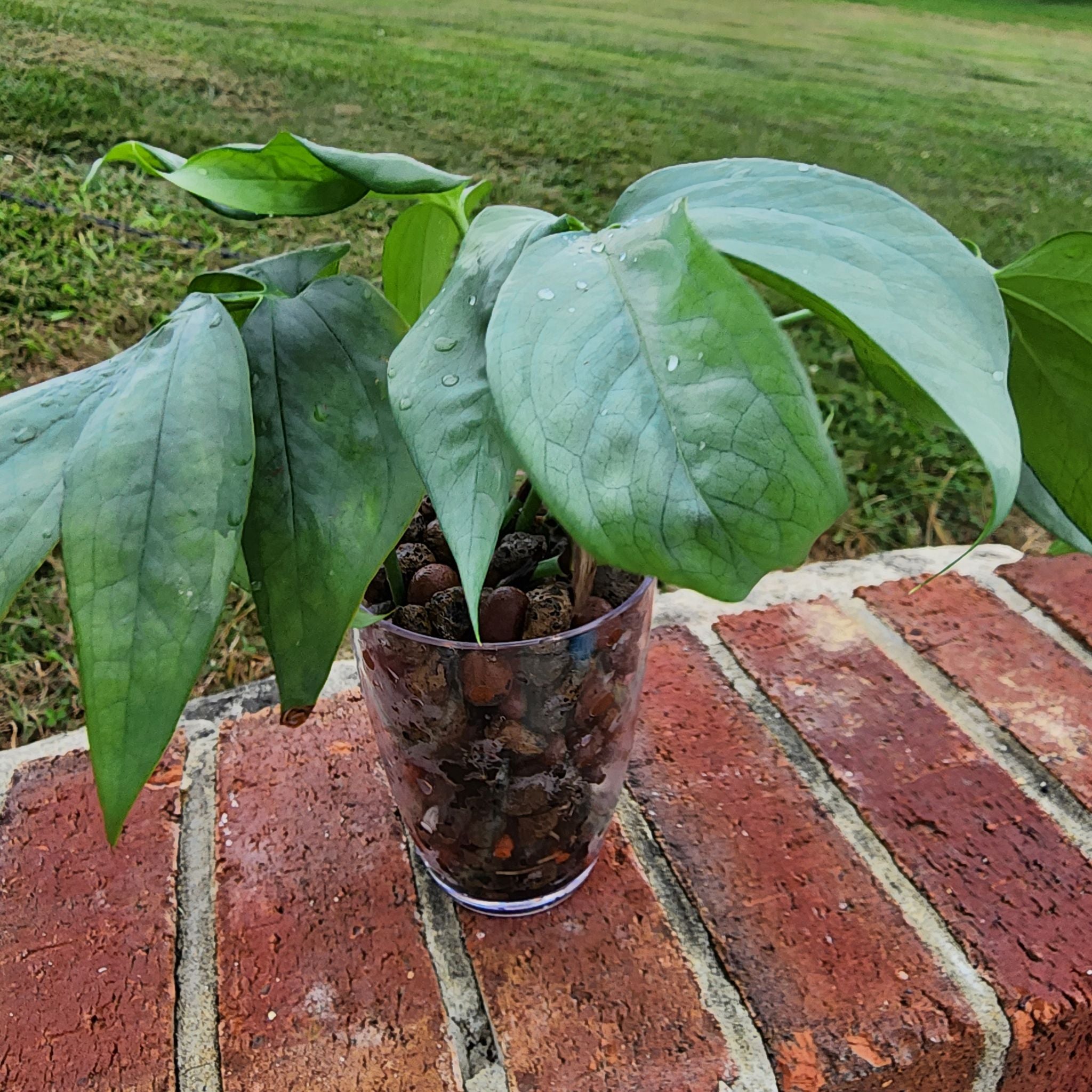 Amydrium 'Spider Man' plant in a transparent container on a brick surface with a grassy background.