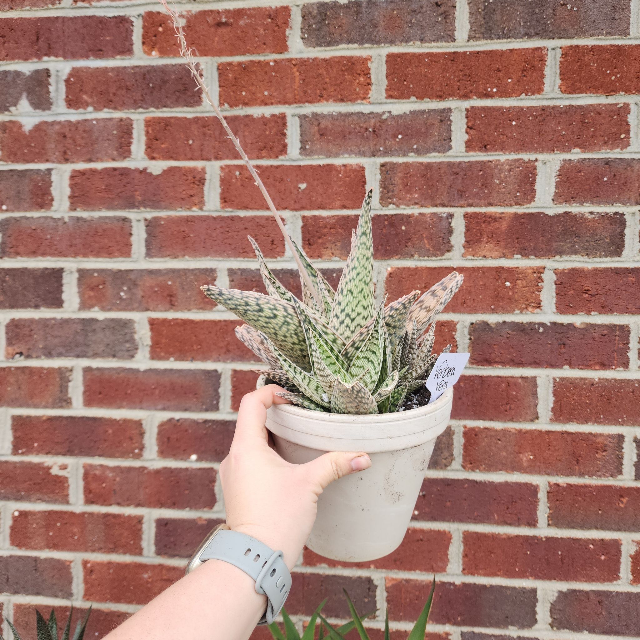 Snowflake Aloe plant in a white pot held by a hand against a brick wall.