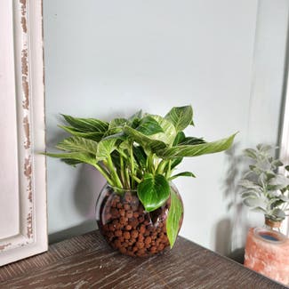 Philodendron Birkin plant in Mount Sterling, Kentucky