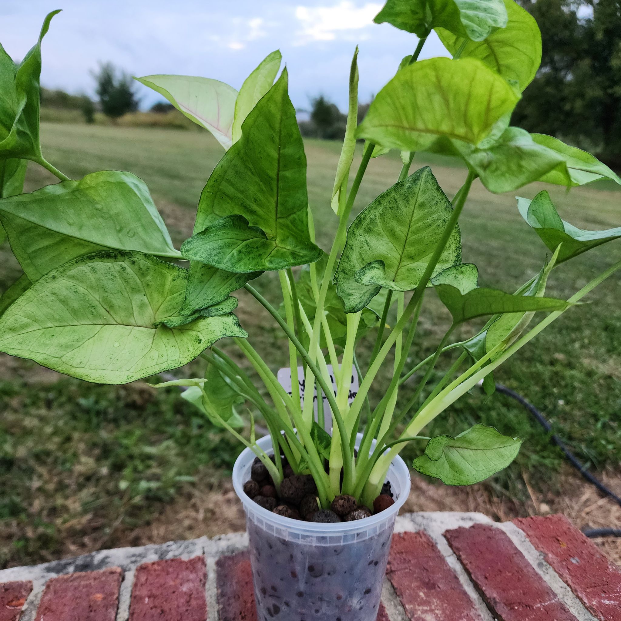 Photo of the plant species Syngonium 'Bright Allusion' by @RootedNMoore named Syngonium- Mal on Greg, the plant care app