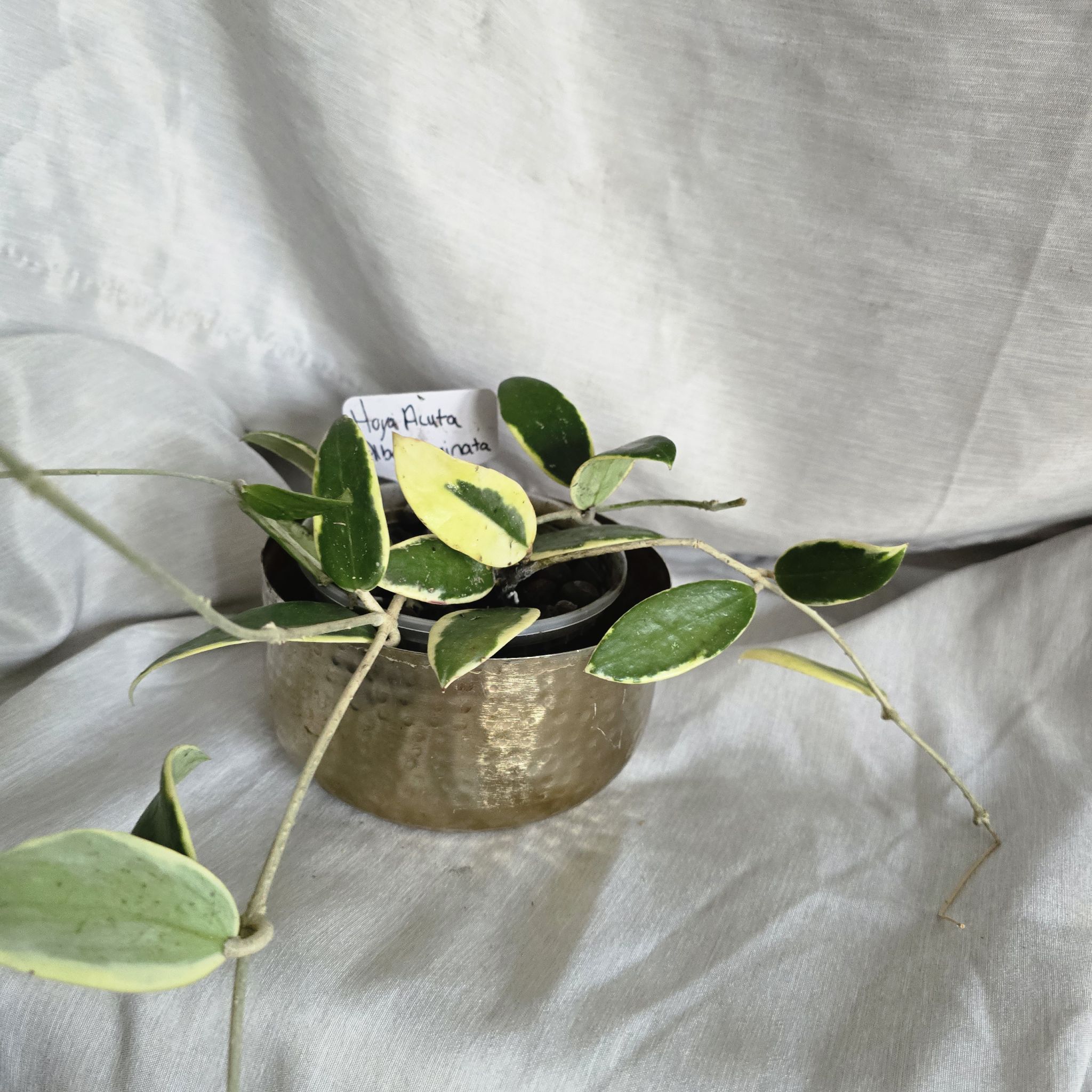 Photo of the plant species Albo Marginata Hoya Verticillata by @RootedNMoore named Hoya- on Greg, the plant care app