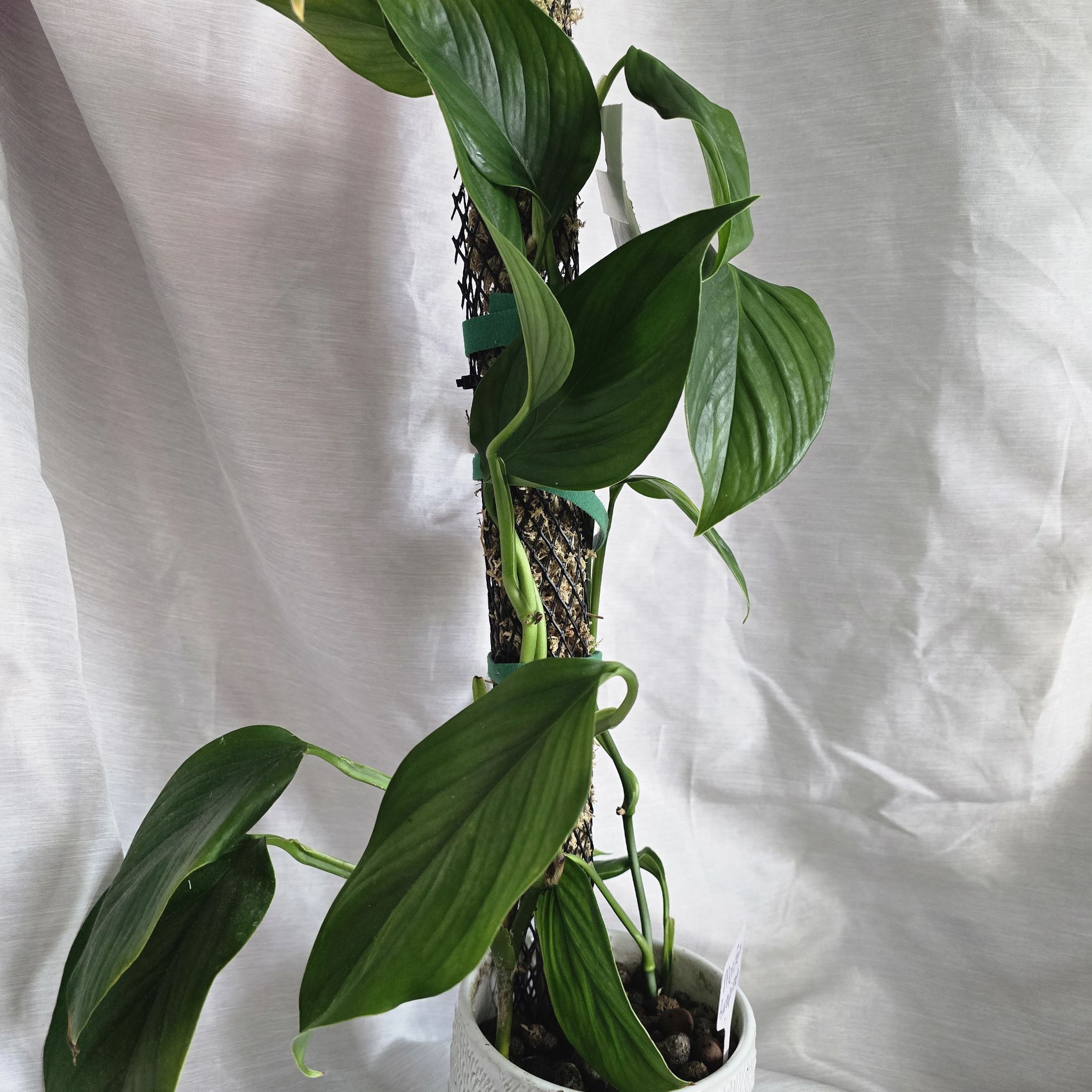 Photo of the plant species aureopinnata by @RootedNMoore named Monstera- on Greg, the plant care app