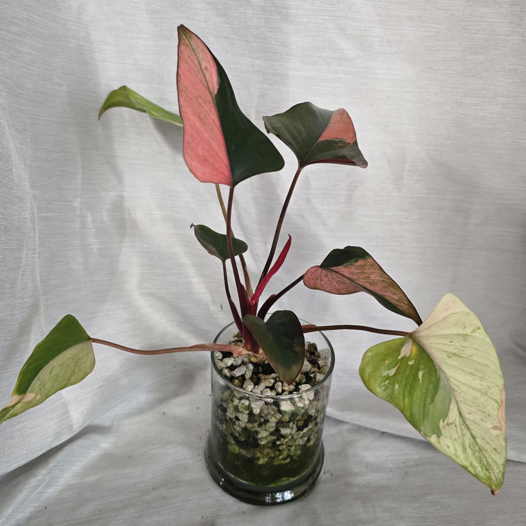Photo of the plant species Homalomena Pink by @RootedNMoore named Homalomena- on Greg, the plant care app