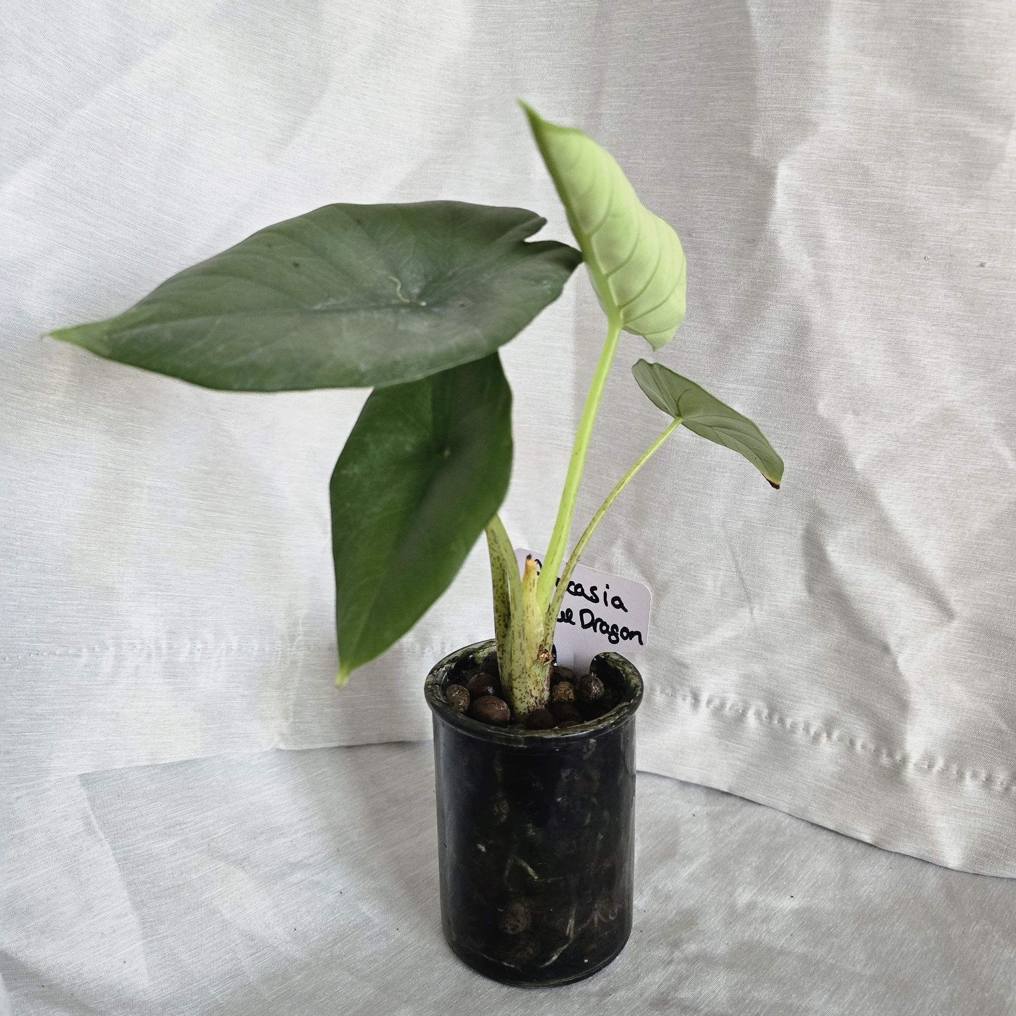 Photo of the plant species Alocasia Blue Dragon by @RootedNMoore named Alocasia- on Greg, the plant care app