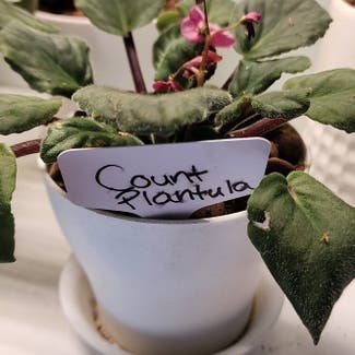 Kenyan Violet plant in Mount Sterling, Kentucky