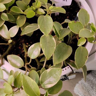 Vining Peperomia plant in Mount Sterling, Kentucky