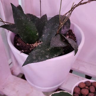 Hoya caudata sumatra plant in Mount Sterling, Kentucky