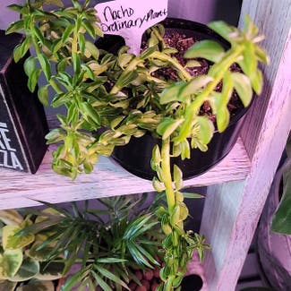 Peperomia axillaris plant in Mount Sterling, Kentucky