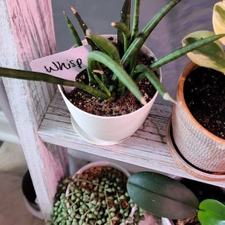 Cylindrical Snake Plant plant in Mount Sterling, Kentucky