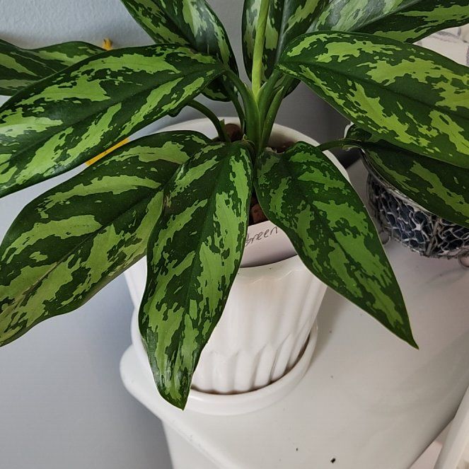Photo of the plant species Chinese Evergreen Mary Ann by @RootedNMoore named Aglaonema- Marty on Greg, the plant care app