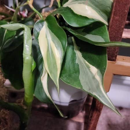 Photo of the plant species Philodendron 'Rio' by Mooreplants named Philo- Roberto on Greg, the plant care app