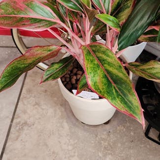 Red Siam Aurora Aglaonema plant in Mount Sterling, Kentucky