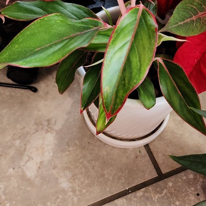 Photo of the plant species King of Siam Chinese Evergreen by @RootedNMoore named Aglaonema- Regina George on Greg, the plant care app