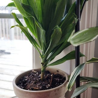 Dracaena 'Janet Craig Compacta' plant in Mount Sterling, Kentucky