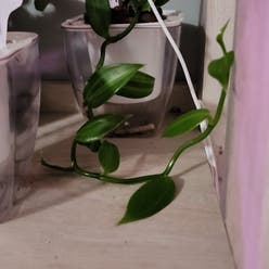 varigated Vanilla Orchid plant