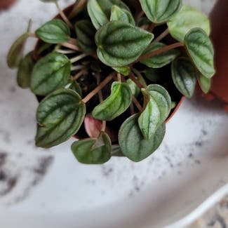 Emerald Ripple Peperomia plant in Mount Sterling, Kentucky