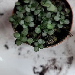 Baby's Tears plant