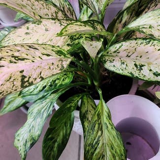 Dumb Cane Sparkles plant in Mount Sterling, Kentucky