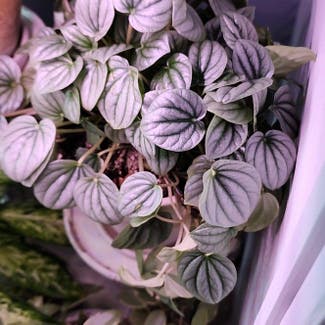 Silver Frost Peperomia plant in Mount Sterling, Kentucky