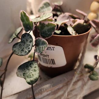 variegated string of hearts plant in Mount Sterling, Kentucky