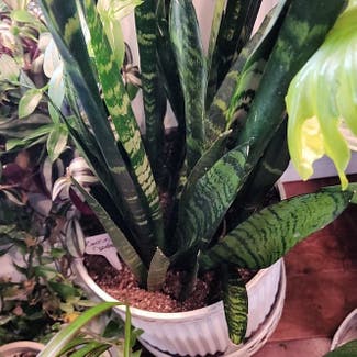 Sansevieria Robusta plant in Mount Sterling, Kentucky