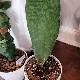 Whale Fin Snake Plant plant in Mount Sterling, Kentucky