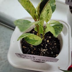Ficus elastica 'Shivereana' plant