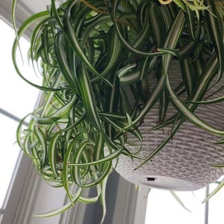 Curly Spider Plant plant in Mount Sterling, Kentucky