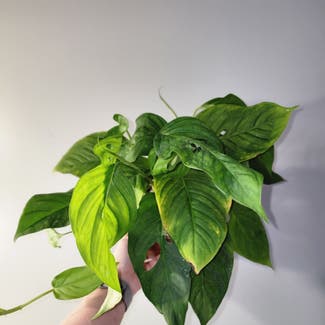 Monstera adansonii 'Laniata' plant in Mount Sterling, Kentucky