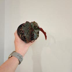 Begonia Cracklin Rosie plant