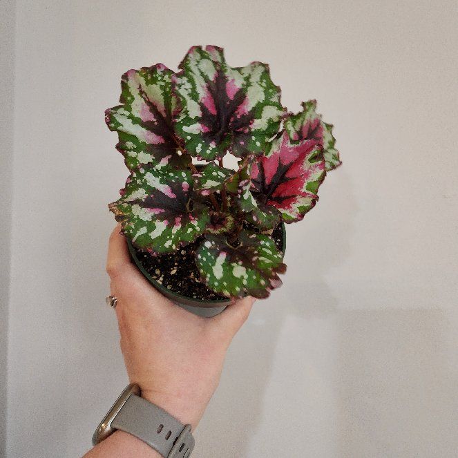 Photo of the plant species Rex Begonia Jurassic Watermelon by @RootedNMoore named Begonia- on Greg, the plant care app