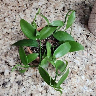 Flat Leafed Vanilla plant in Mount Sterling, Kentucky