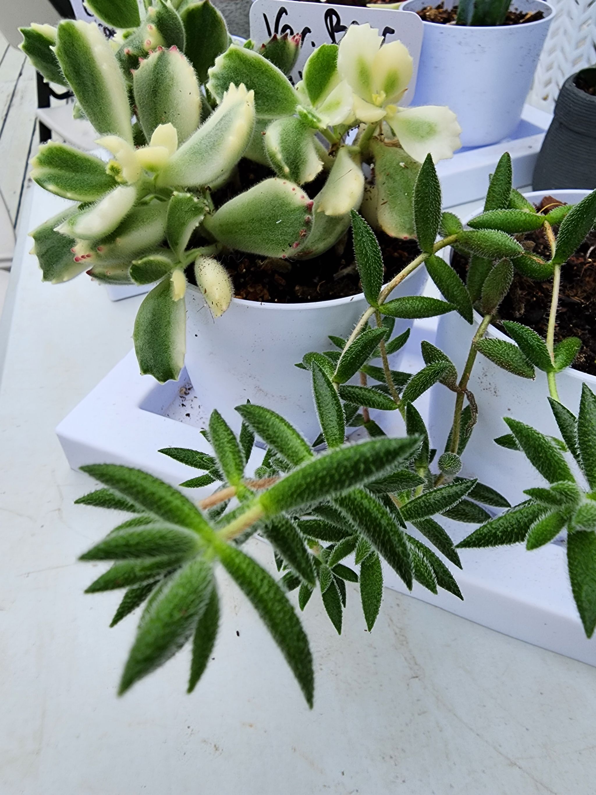 Photo from the post
