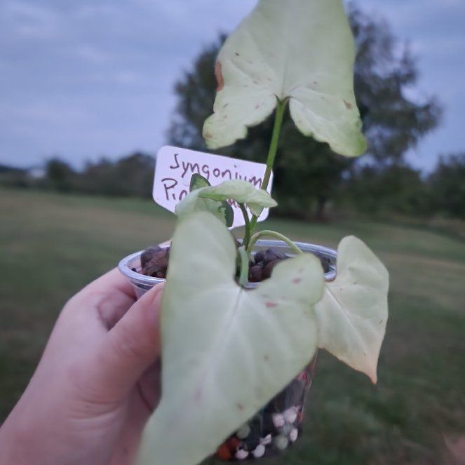 Photo of the plant species Syngonium 'Pink Salmon' by @RootedNMoore named Syngonium- on Greg, the plant care app