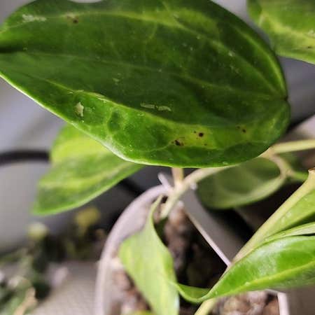 Photo of the plant species Bai Bua by @RootedNMoore named Hoya- on Greg, the plant care app