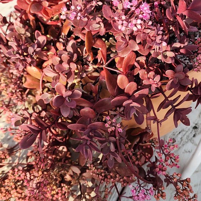 Photo of the plant species SunSparkler™️ Cherry Tart Sedum by @RootedNMoore named Sedum- on Greg, the plant care app