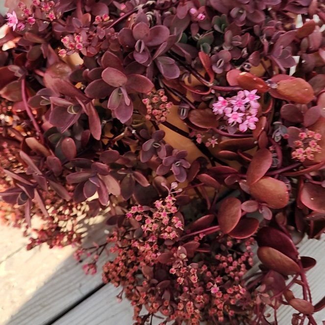 Photo of the plant species SunSparkler™️ Cherry Tart Sedum by @RootedNMoore named Sedum- on Greg, the plant care app