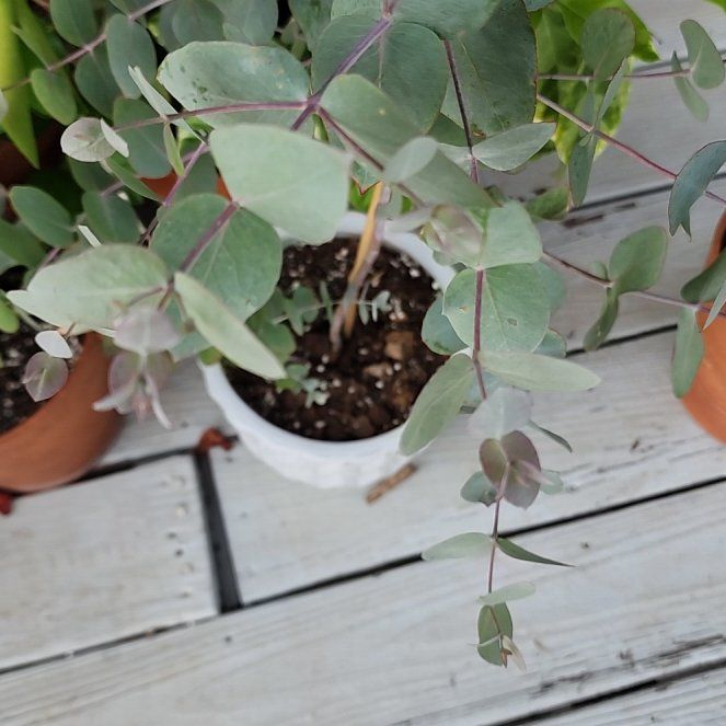 Eucalyptus- Mellon 🧙🏼‍♂️