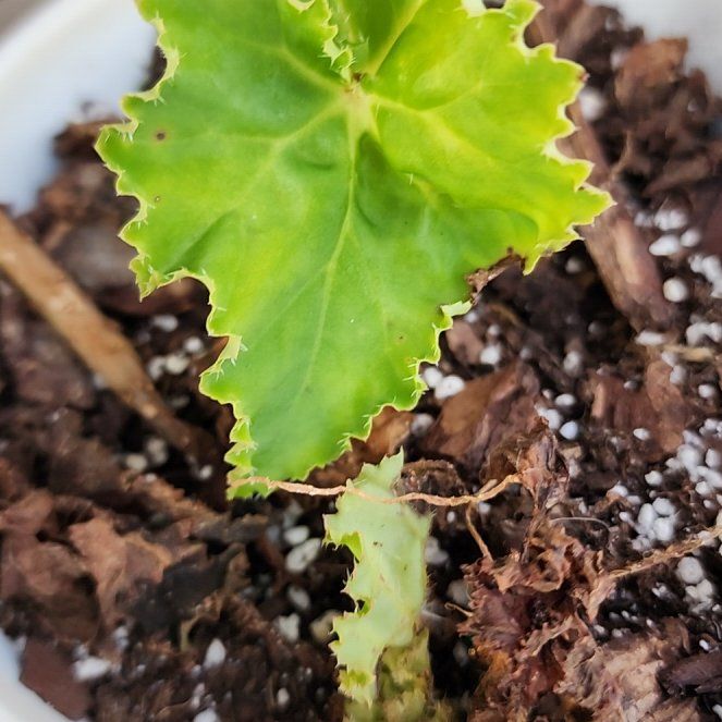 Photo of the plant species Hardy Begonia by @RootedNMoore named Begonia- Planty on Greg, the plant care app