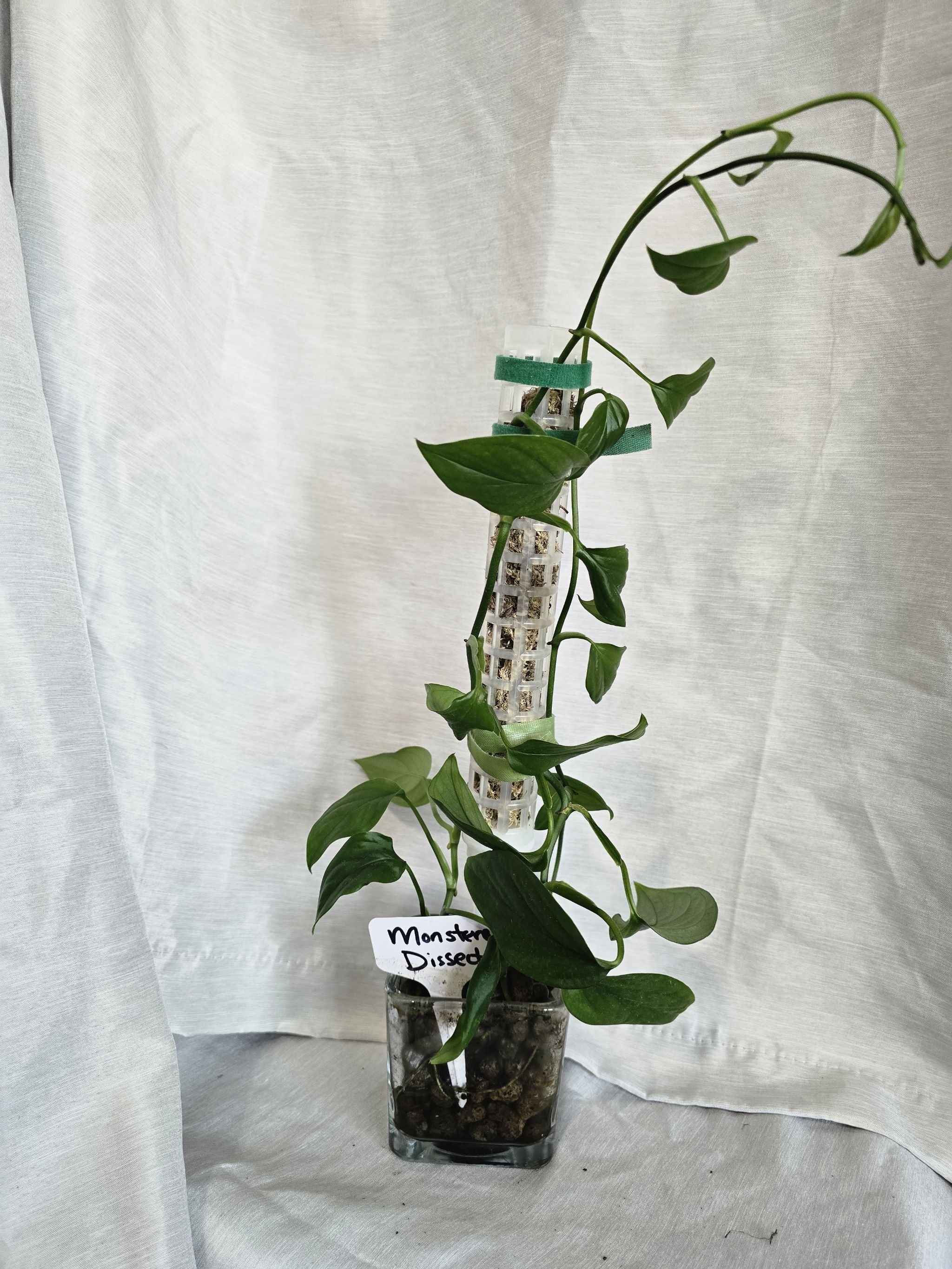 Photo of the plant species Monstera Dissecta by @RootedNMoore named Monstera- on Greg, the plant care app