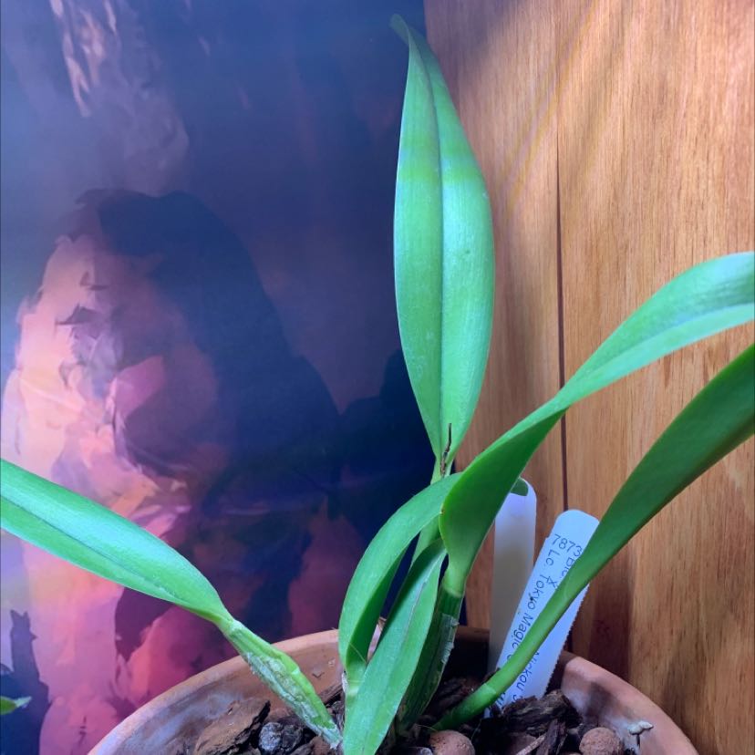 Cockleshell Orchid plant in a pot with green leaves and visible soil.