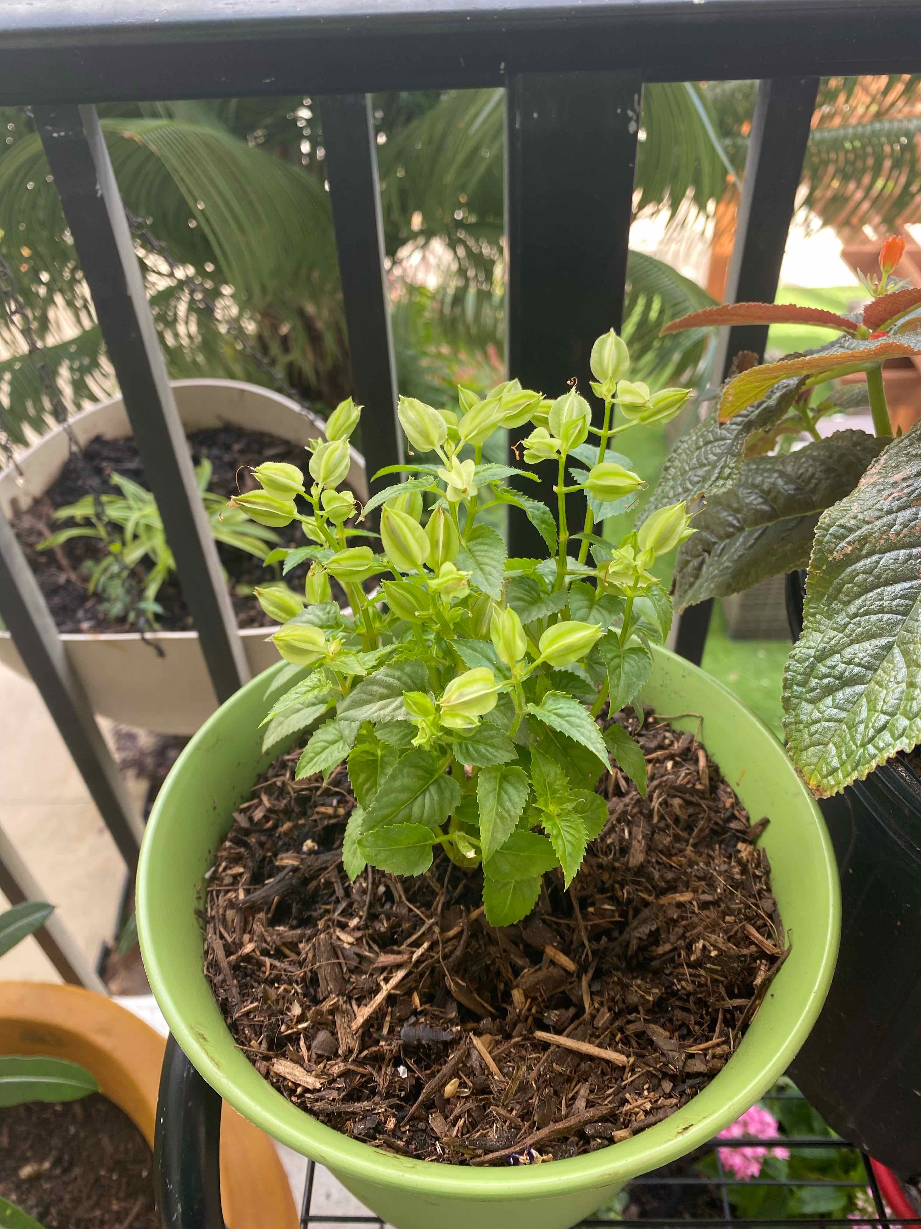 Potted Wishbone Flower plant on a balcony with healthy green leaves.