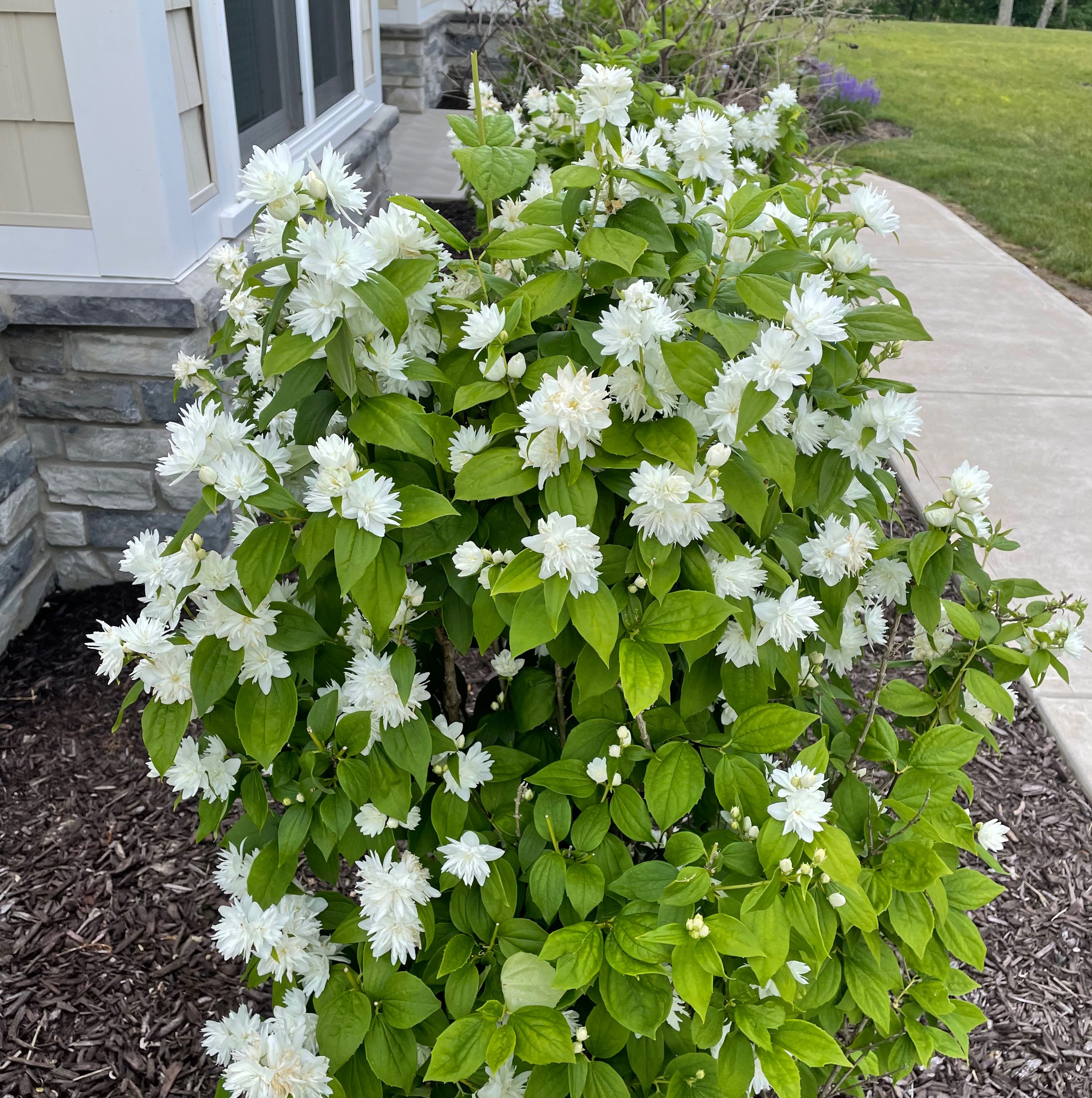 Photo of the plant species Fuzzy Deutzia by @StackedLilac named No name on Greg, the plant care app