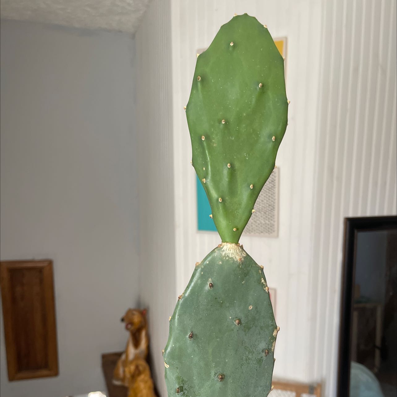 Photo of the plant species Warm Hand Cactus by @ImpressiveBeans named Messi on Greg, the plant care app