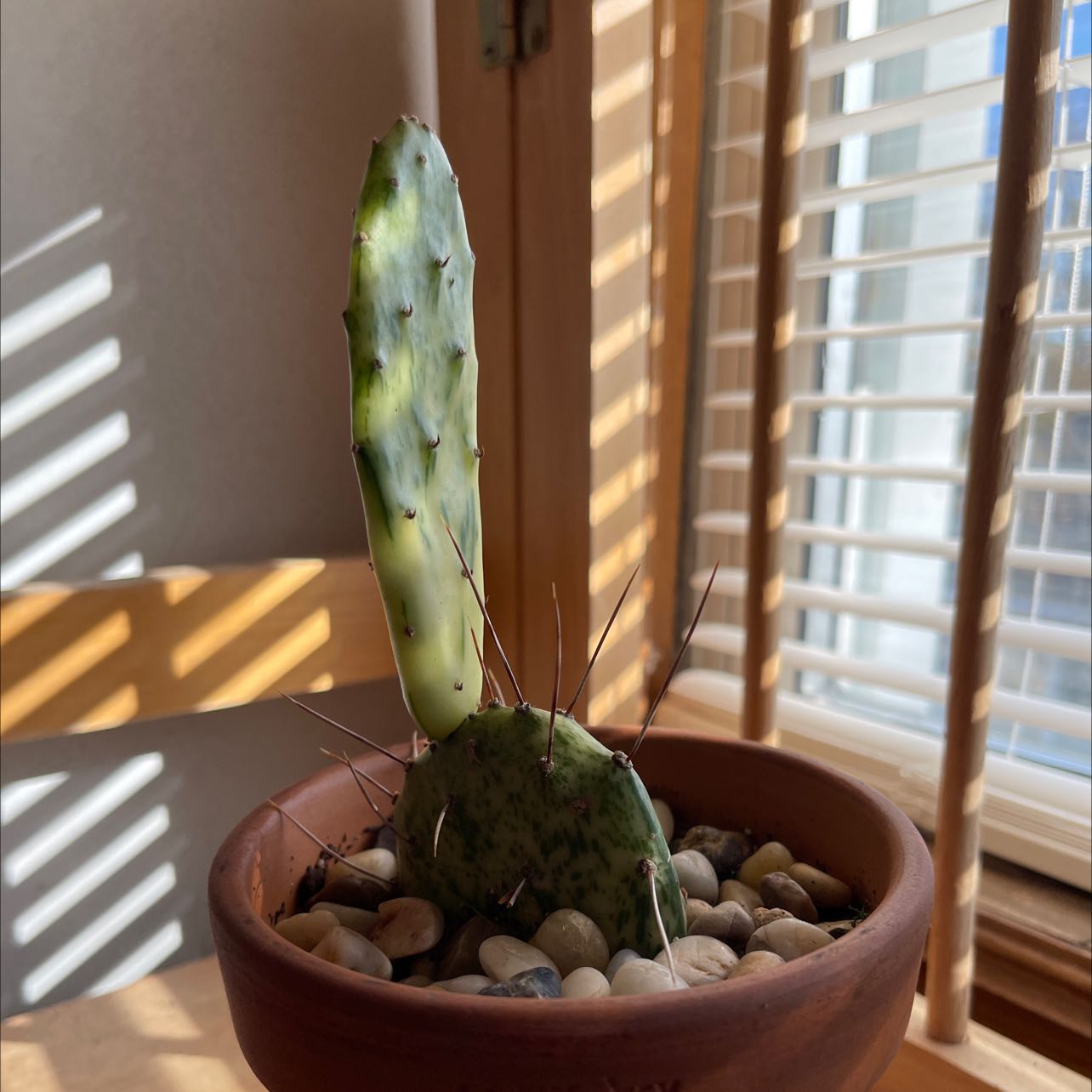 Cochineal Cactus in a pot with pebbles, showing some yellowing.