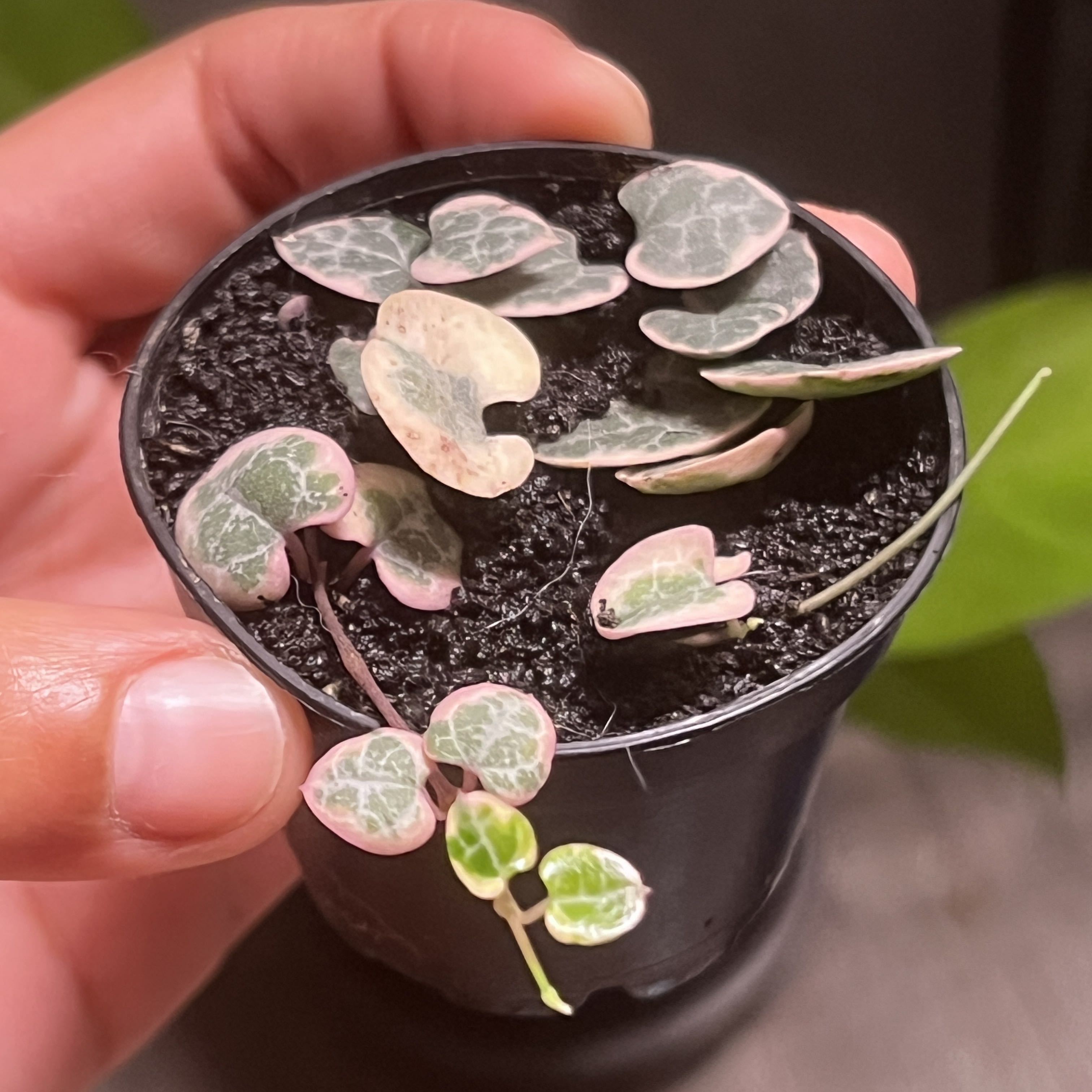 Variegated String of Hearts plant in a small pot, held by a hand.