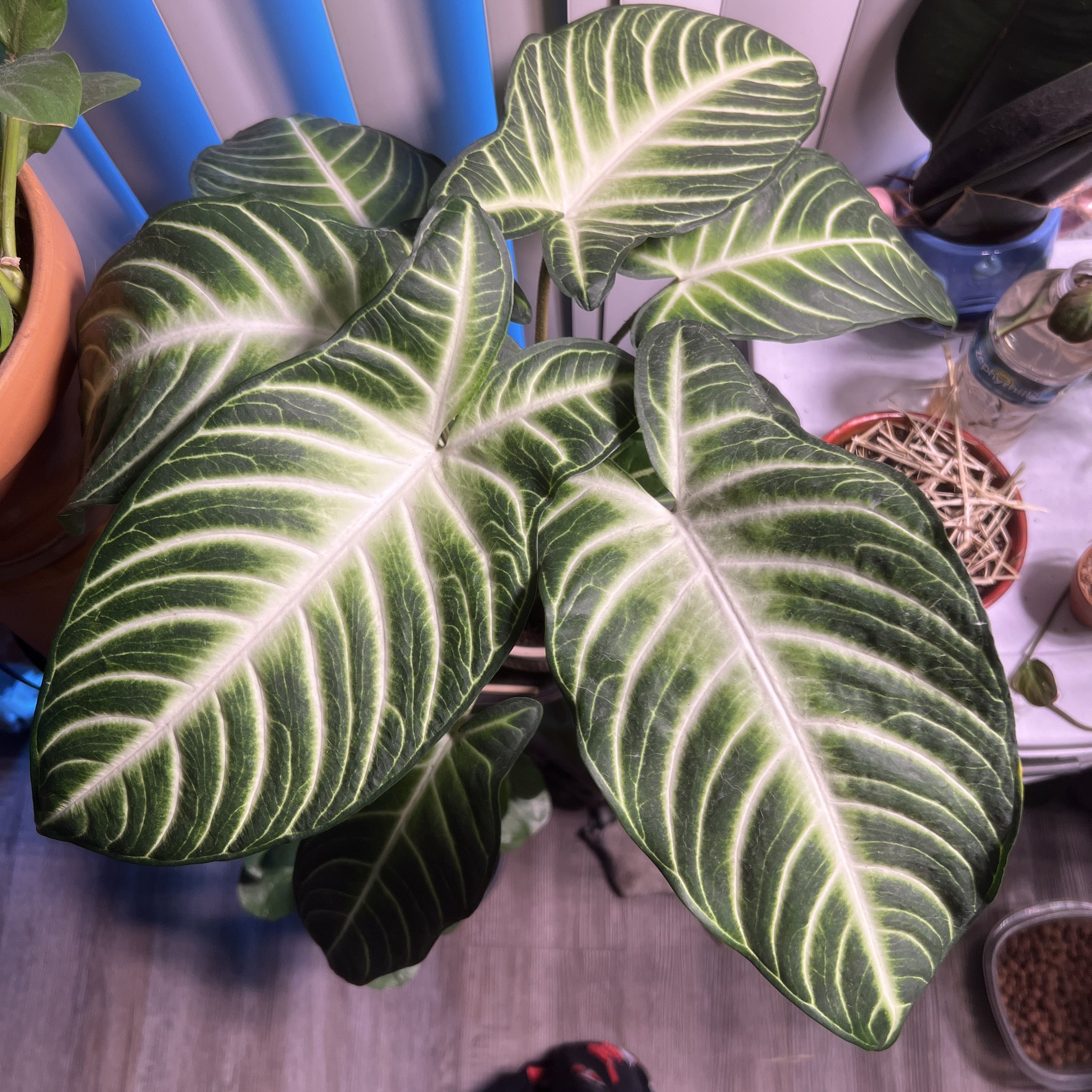 Caladium lindenii 'Magnificum' with large, vibrant leaves and prominent white veins.