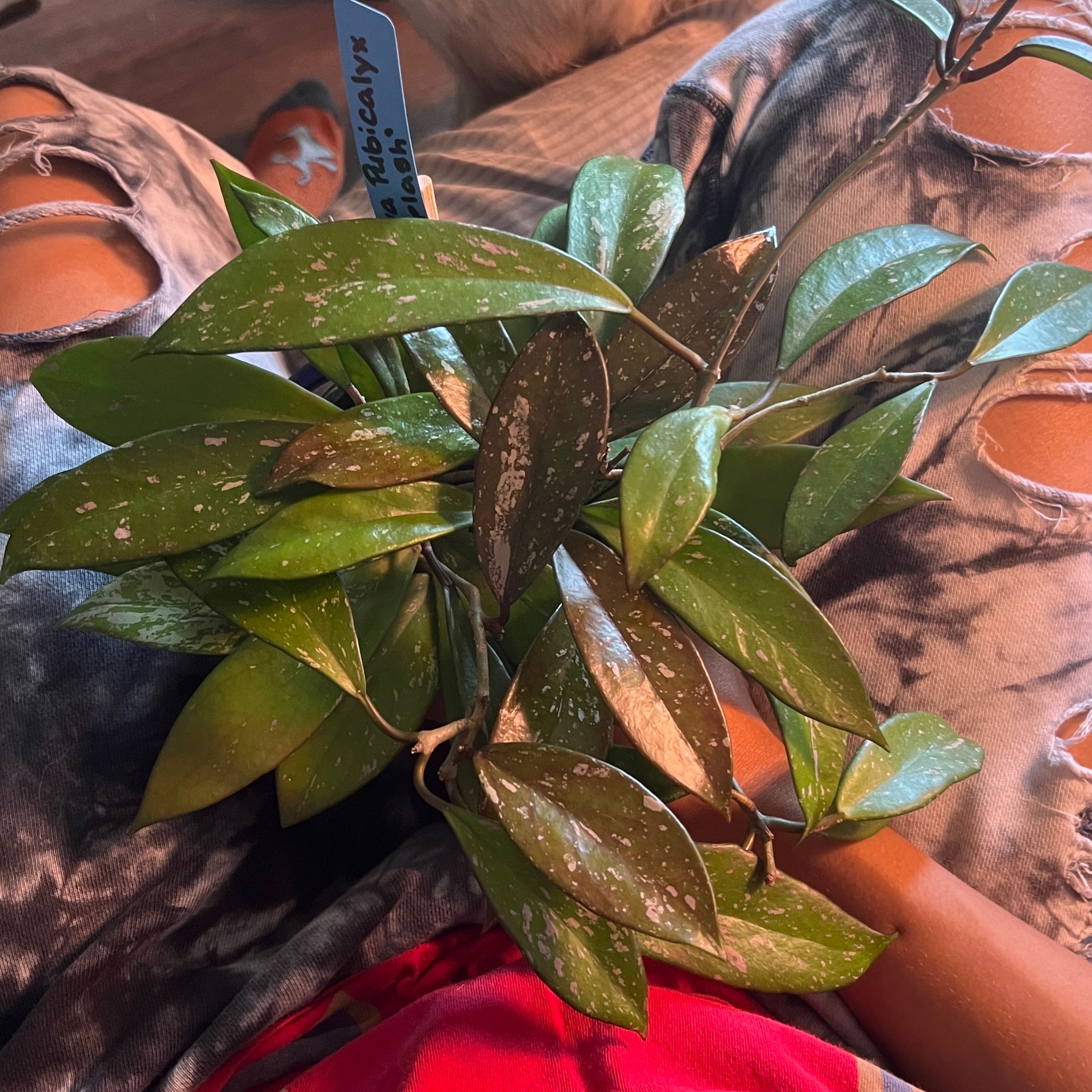 Calyx | A plant by @LeafysJungle on Greg