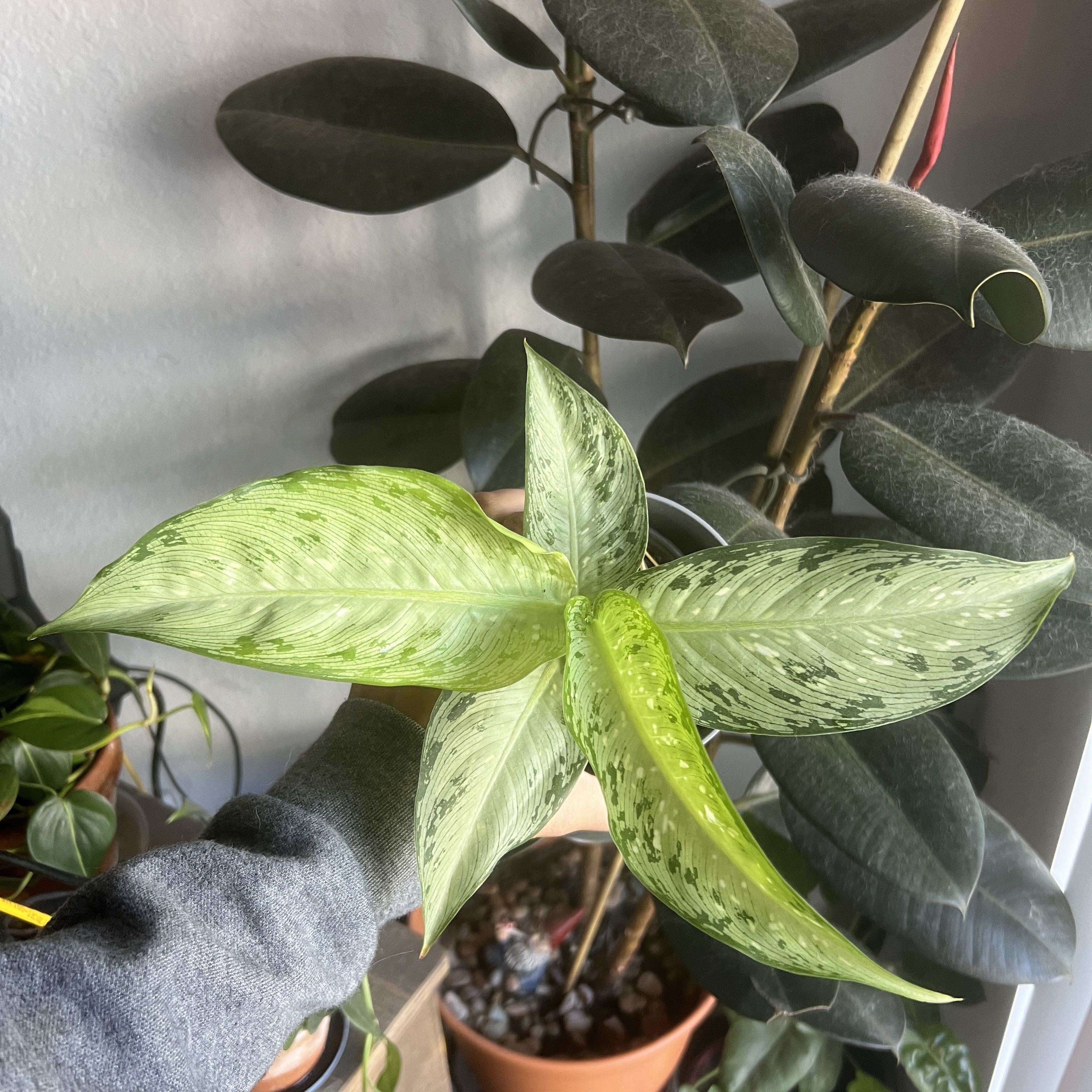 Dieffenbachia 'Memoria Corsii' plant with variegated leaves, held by a hand, in a well-lit room.
